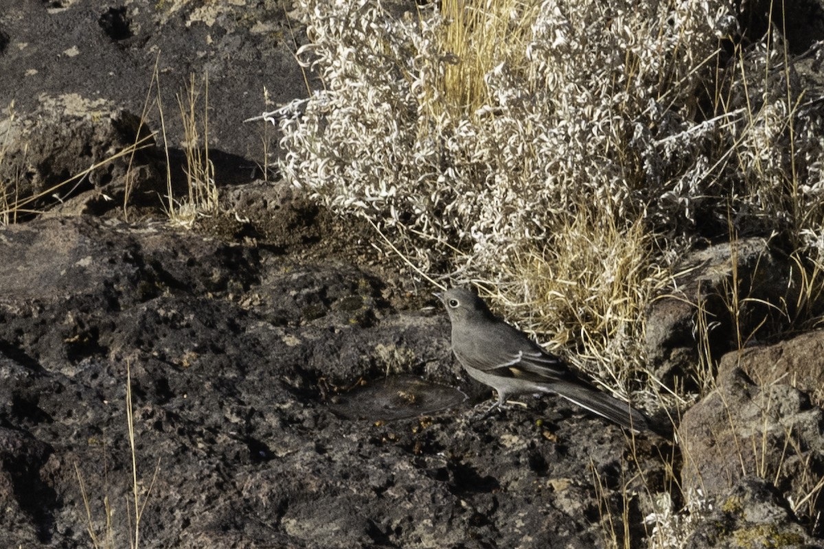 Townsend's Solitaire - ML308652511