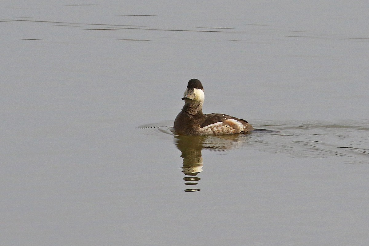 Ruddy Duck - ML308659581