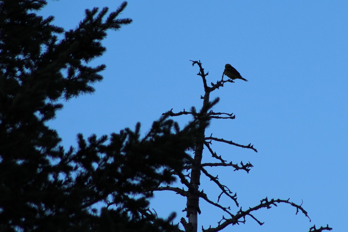 Чиж малий - ML30866091