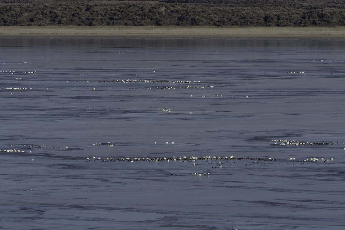 Tundra Swan - ML308660971