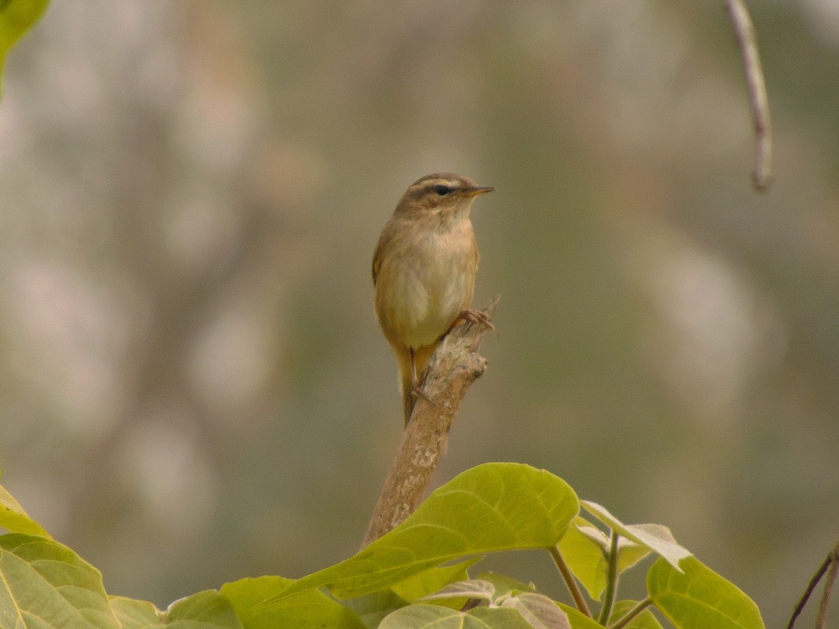 Dusky Warbler - ML308661101