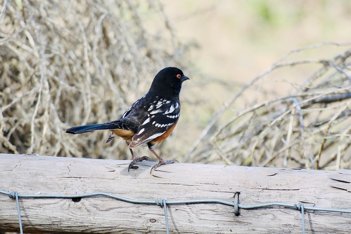 Spotted Towhee - ML308661701