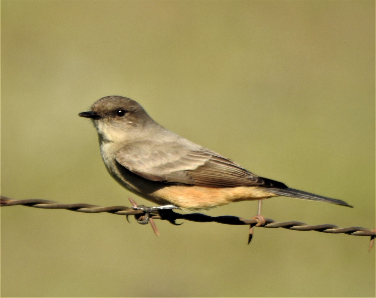 Say's Phoebe - ML308661971