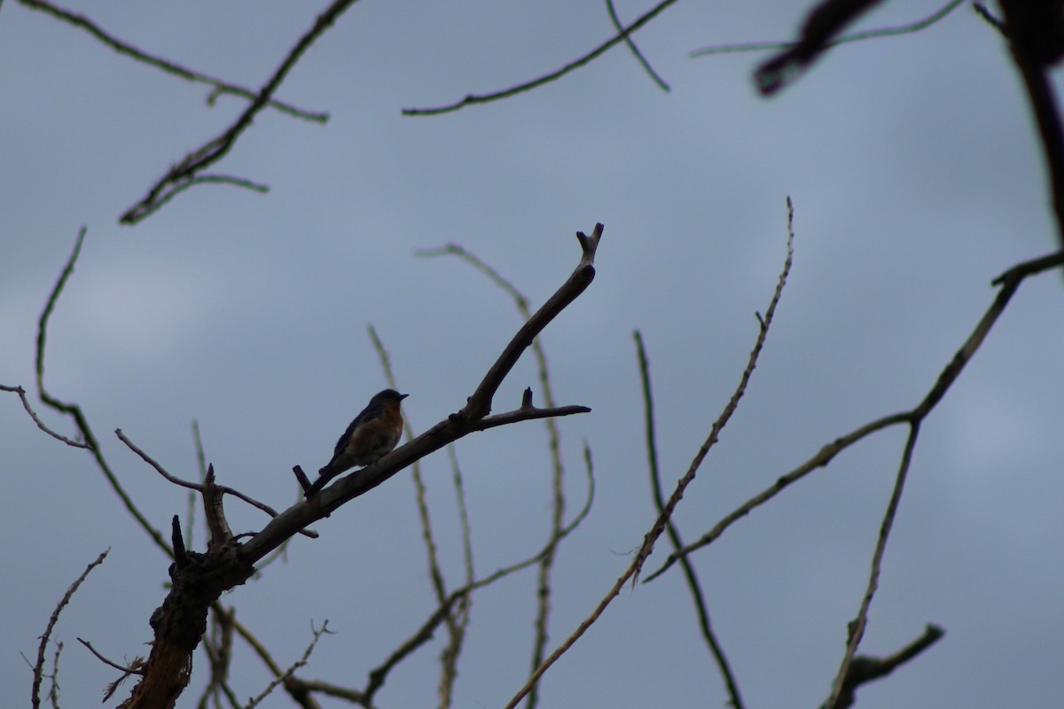 Eastern Bluebird - ML30866271