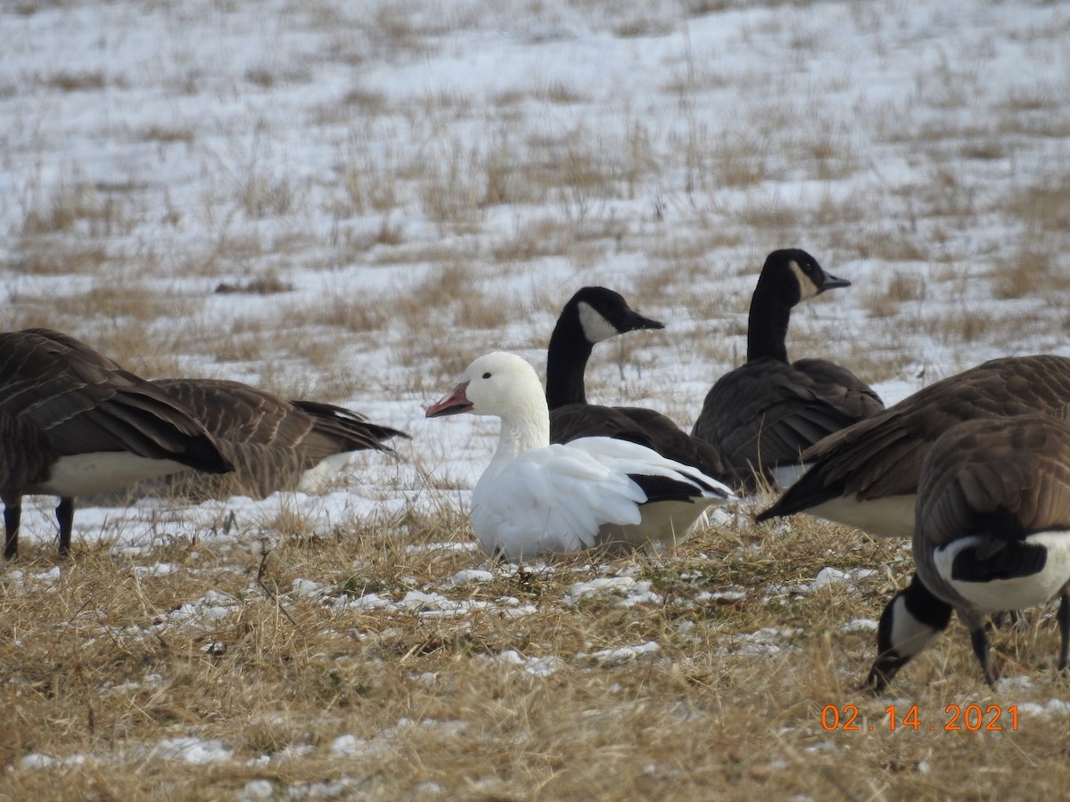 Snow Goose - ML308663181