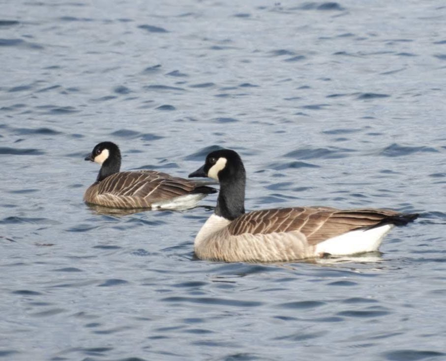 Cackling Goose - ML308663191