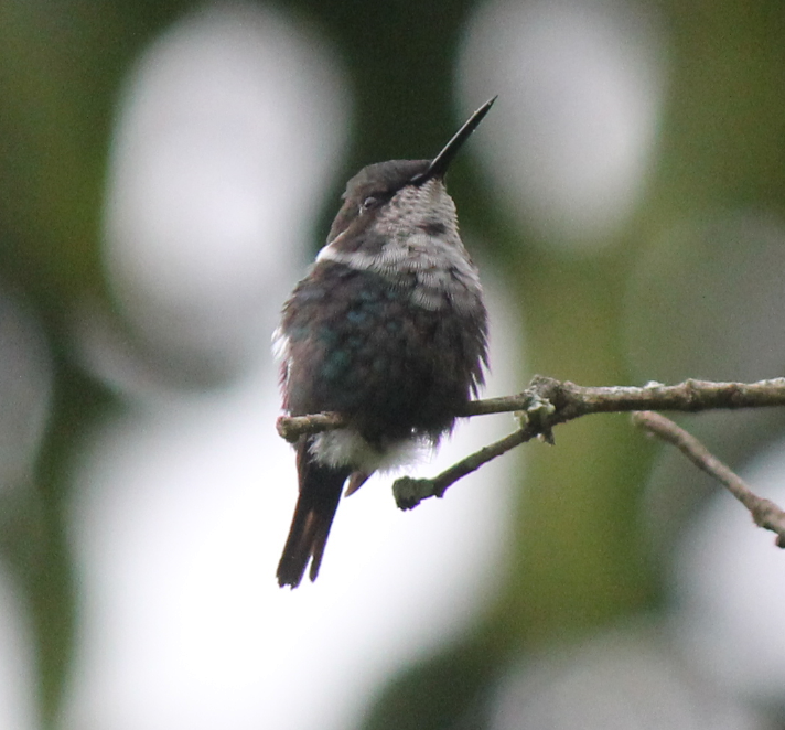 Gorgeted Woodstar - Jorge Eduardo Mariño Indaburu @SmartBirding