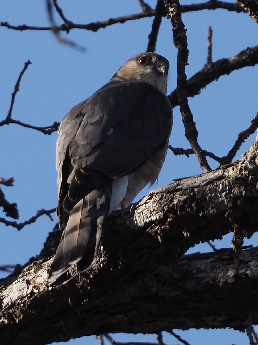 Sharp-shinned Hawk - ML308665951