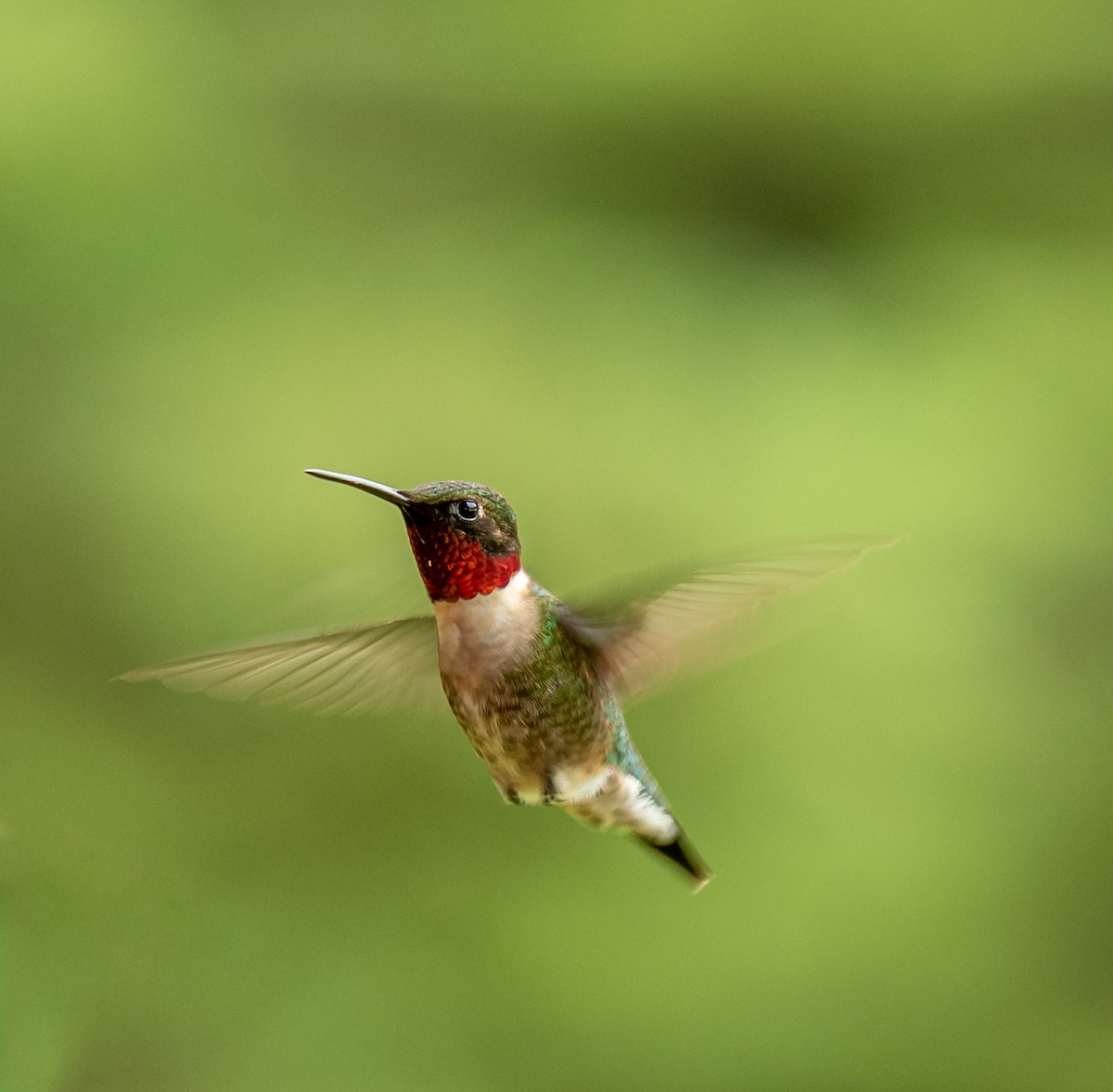 Ruby-throated Hummingbird - ML308668541