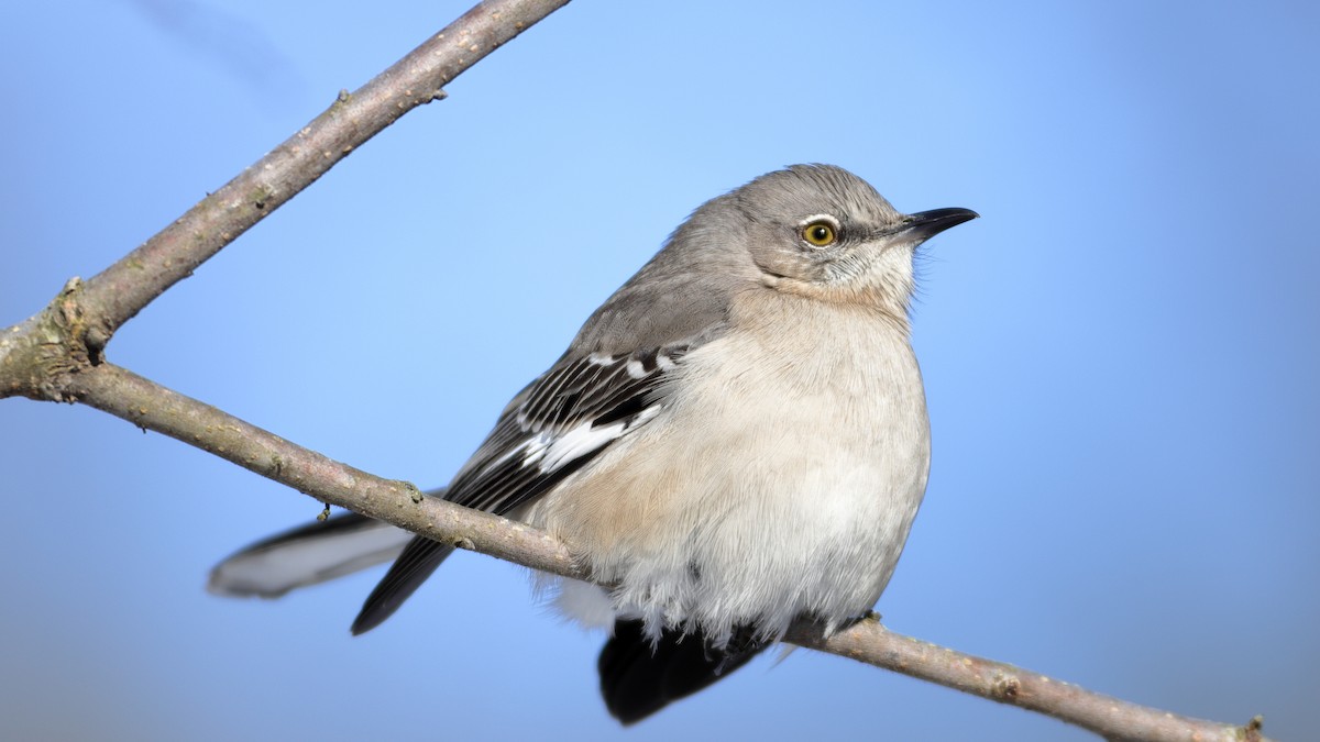 Northern Mockingbird - ML308671981