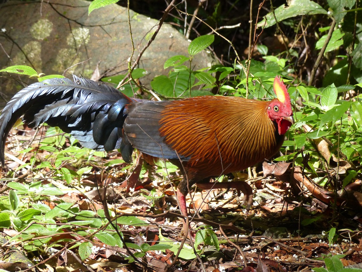 Sri Lanka Junglefowl - Eamon Corbett