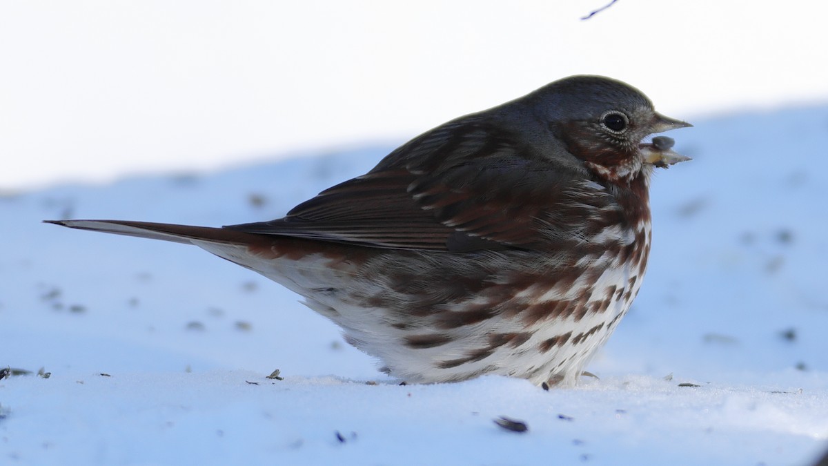 Fox Sparrow - Kelly Panneck