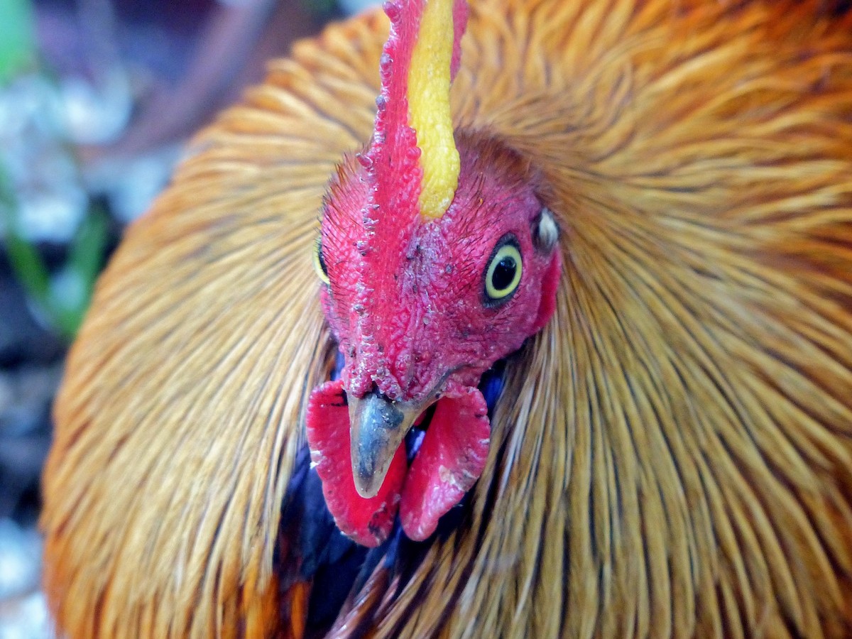 Sri Lanka Junglefowl - ML308672861