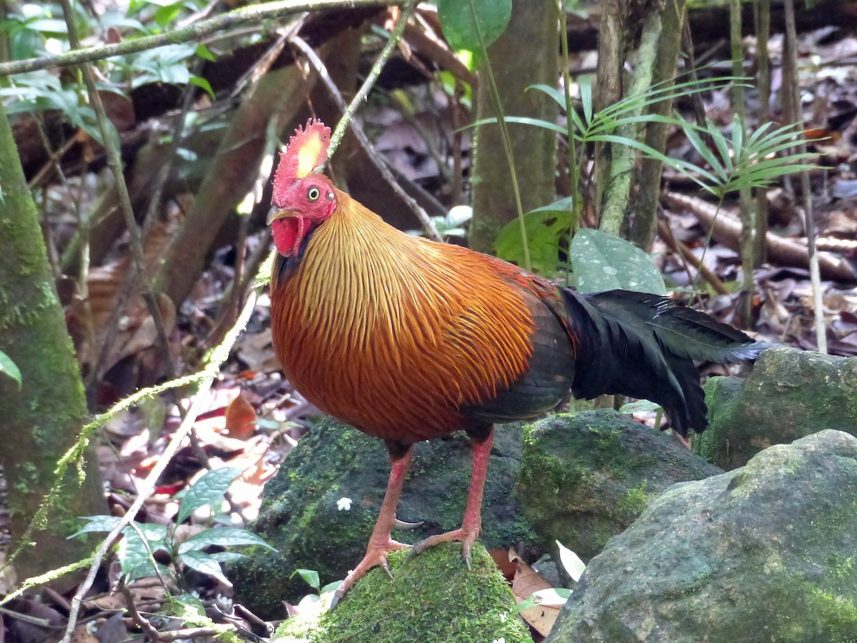 Sri Lanka Junglefowl - ML308672971