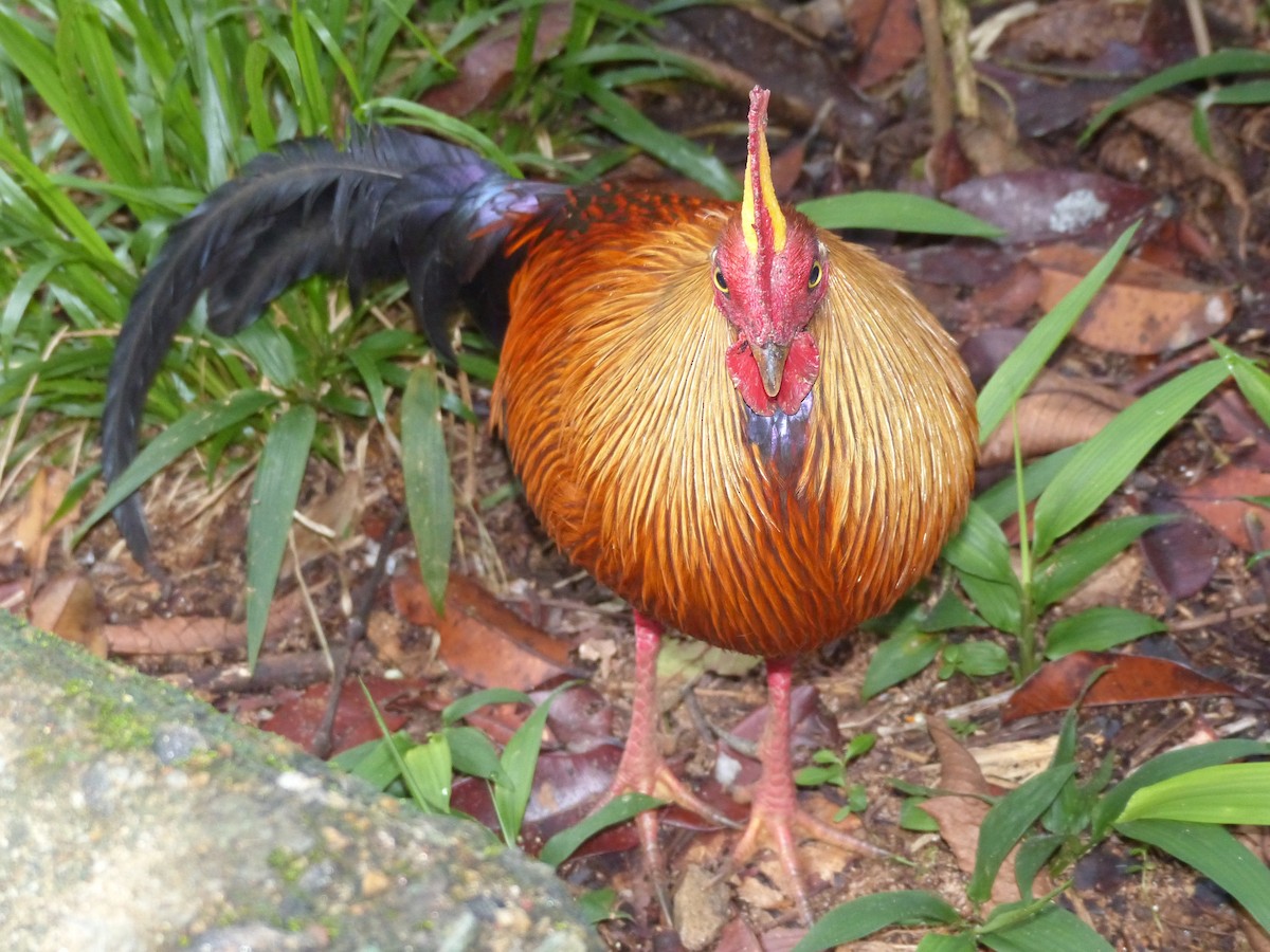 Sri Lanka Junglefowl - ML308673011