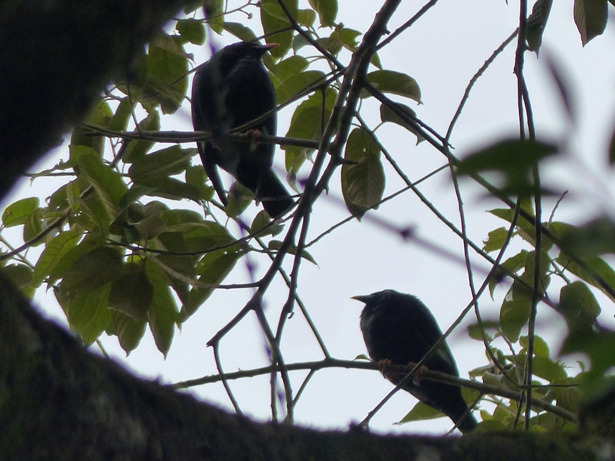 Sri Lanka Myna - ML308673071