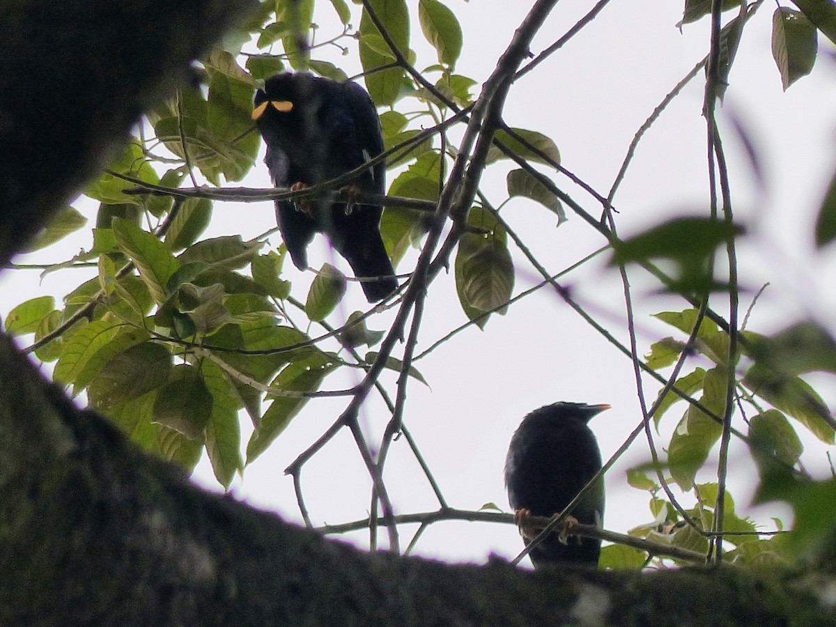 Sri Lanka Myna - ML308673211