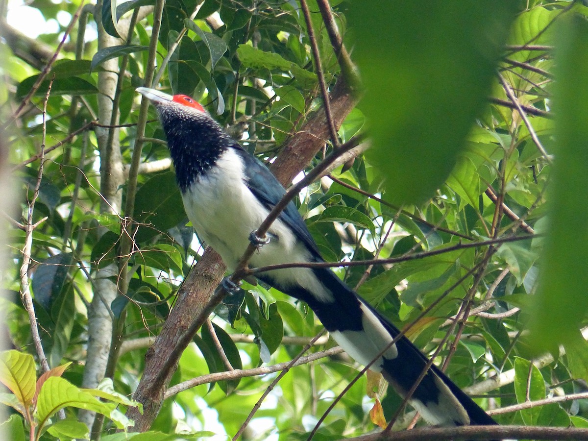 Red-faced Malkoha - Eamon Corbett