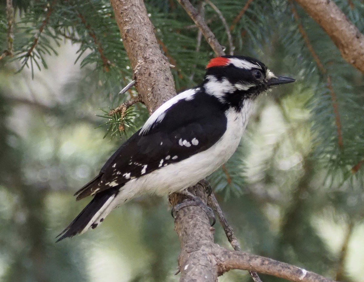 Downy Woodpecker - Richard Shields