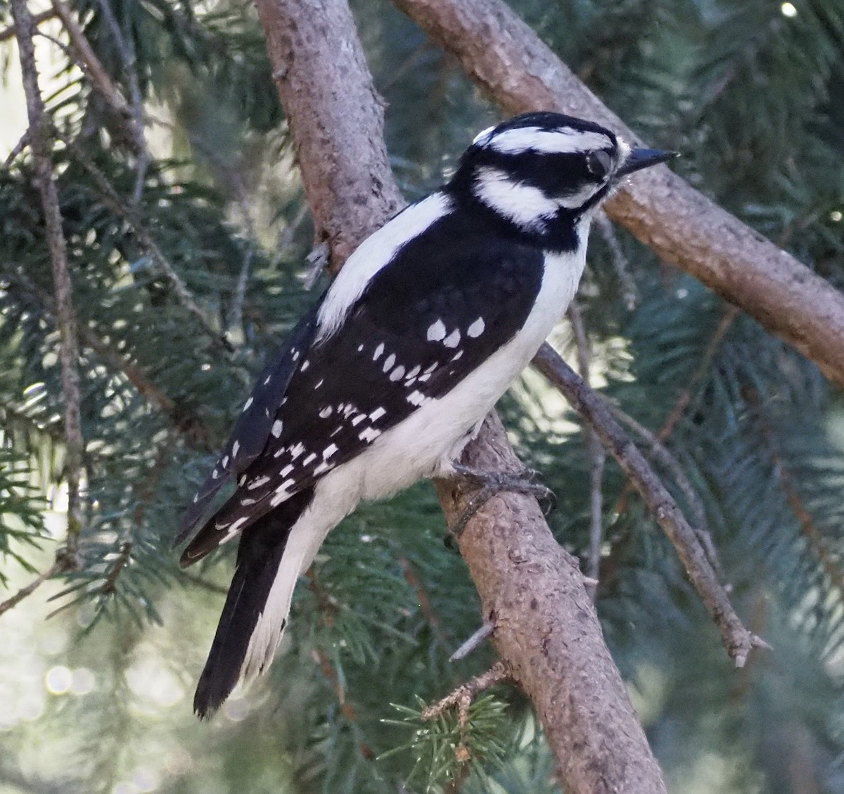 Downy Woodpecker - Richard Shields