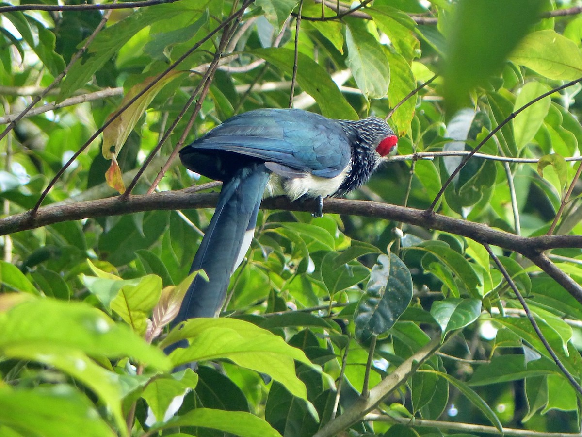 rødmaskemalkoha - ML308673751