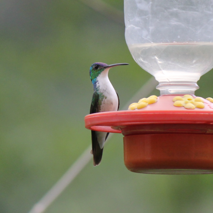 kolibřík andský - ML308674081