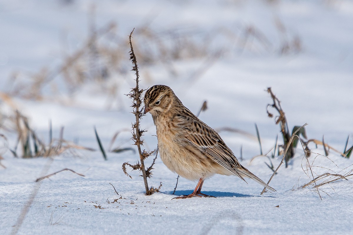 Smith's Longspur - Andrew Lydeard