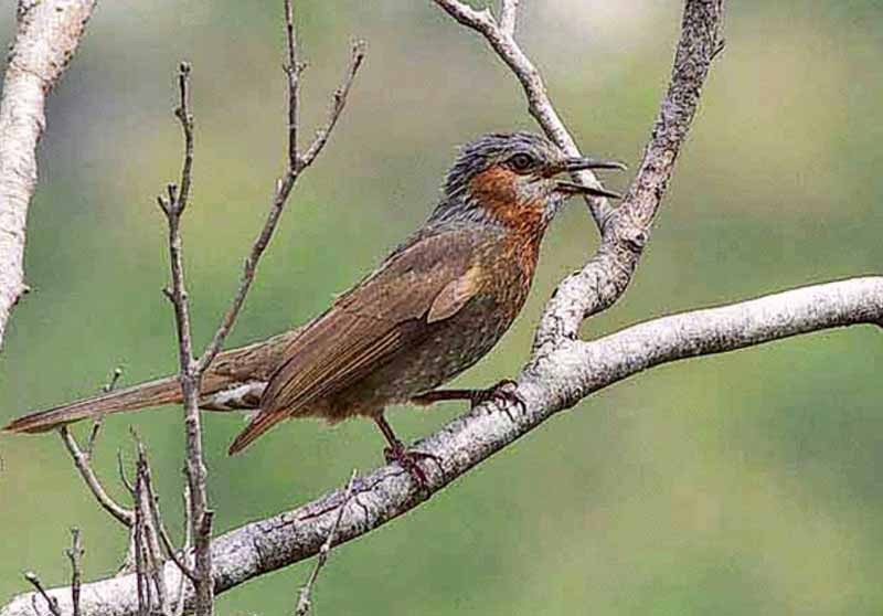 Brown-eared Bulbul - ML308675971