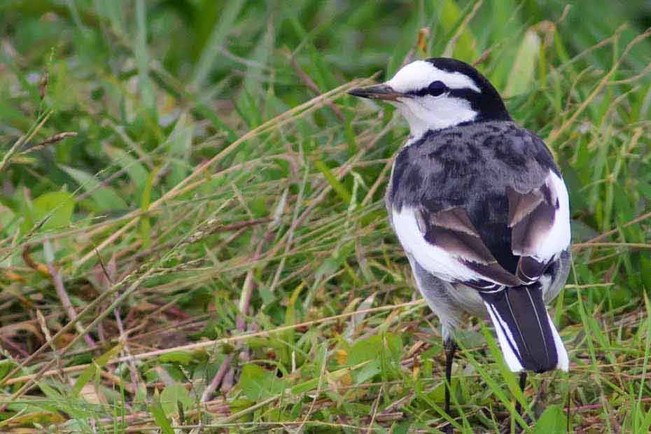 White Wagtail - ML308676811