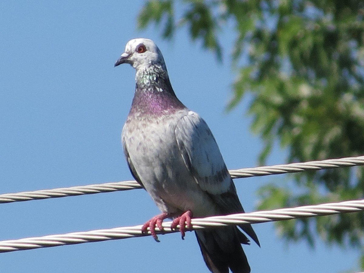 Rock Pigeon (Feral Pigeon) - Daniel  Snell