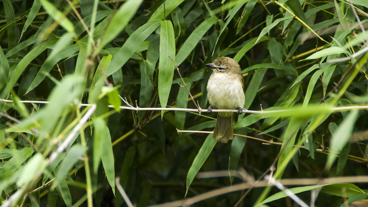 White-browed Bulbul - ML30867761