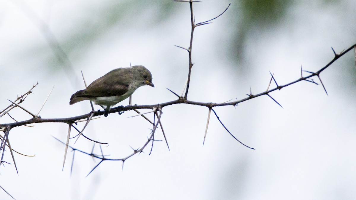 Thick-billed Flowerpecker - ML30867771