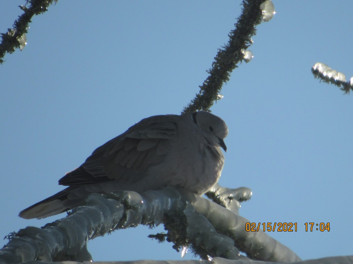 Eurasian Collared-Dove - ML308680301