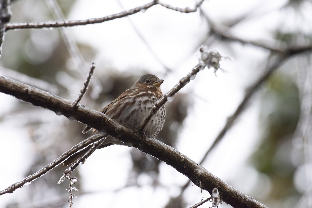 Fox Sparrow - ML308680531