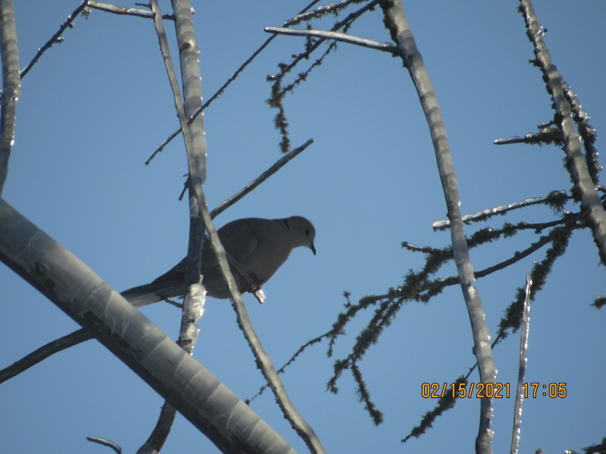 Eurasian Collared-Dove - ML308680551