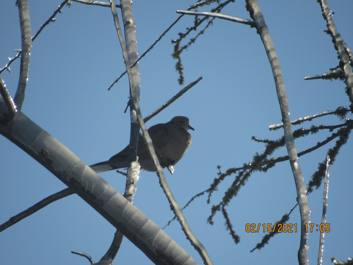 Eurasian Collared-Dove - ML308680581