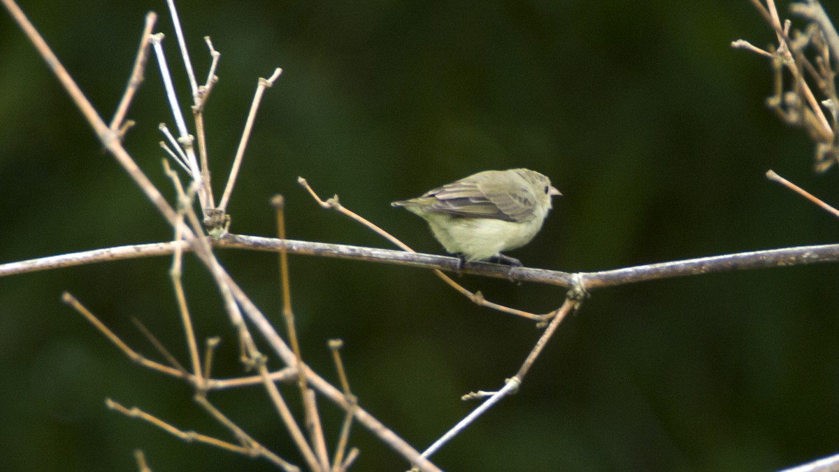 Pale-billed Flowerpecker - ML30868081