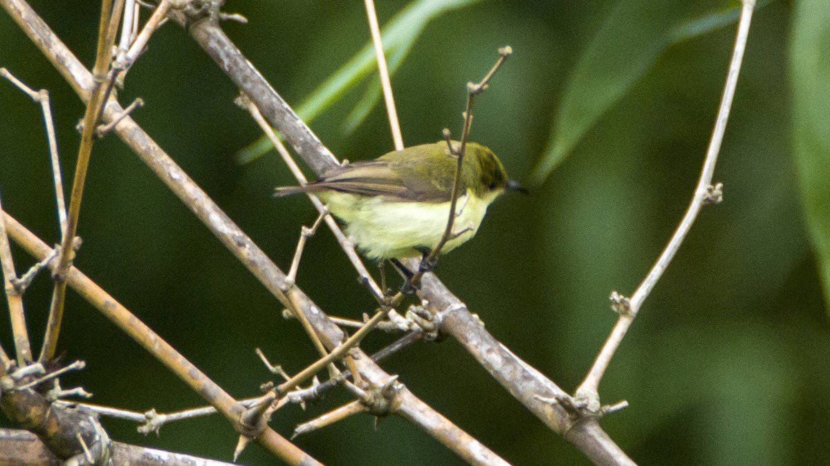 Crimson-backed Sunbird - ML30868091