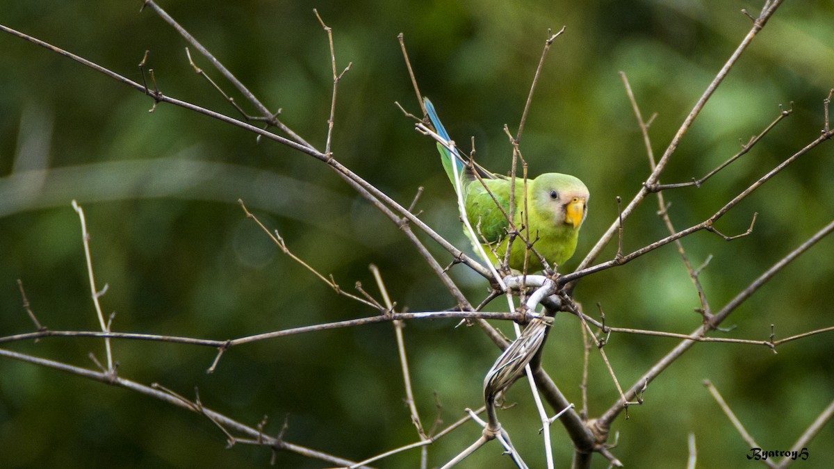 Plum-headed Parakeet - Hemanth Byatroy