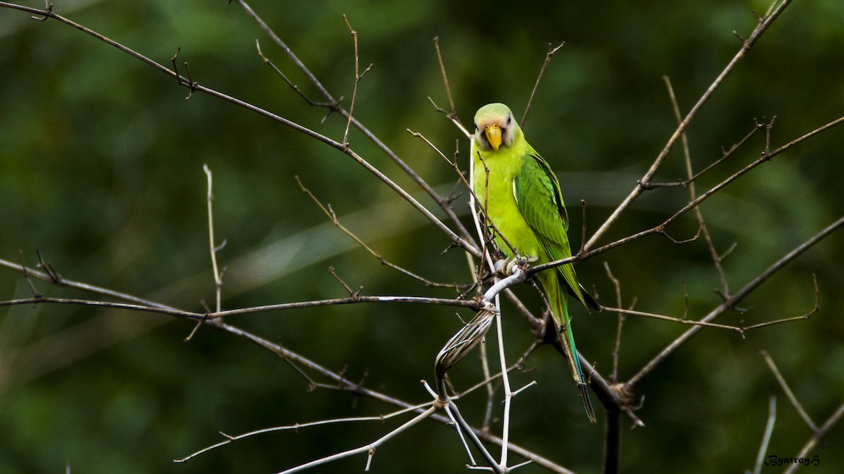 Plum-headed Parakeet - ML30868111