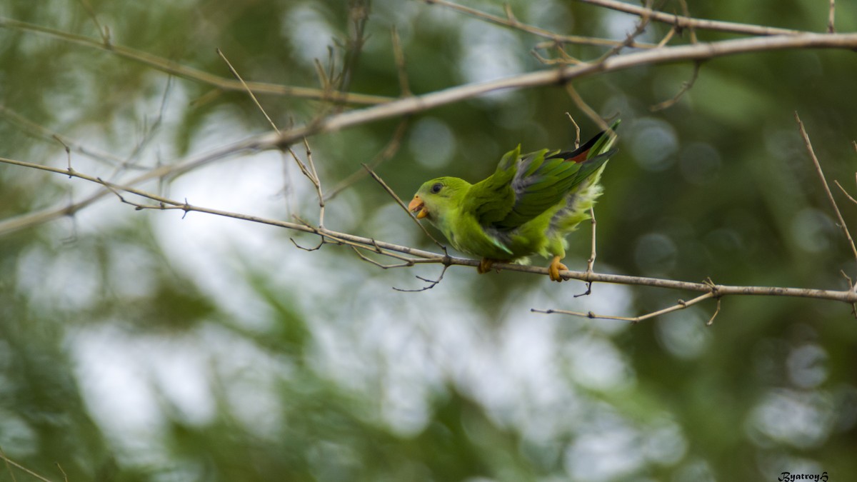 Vernal Hanging-Parrot - ML30868121