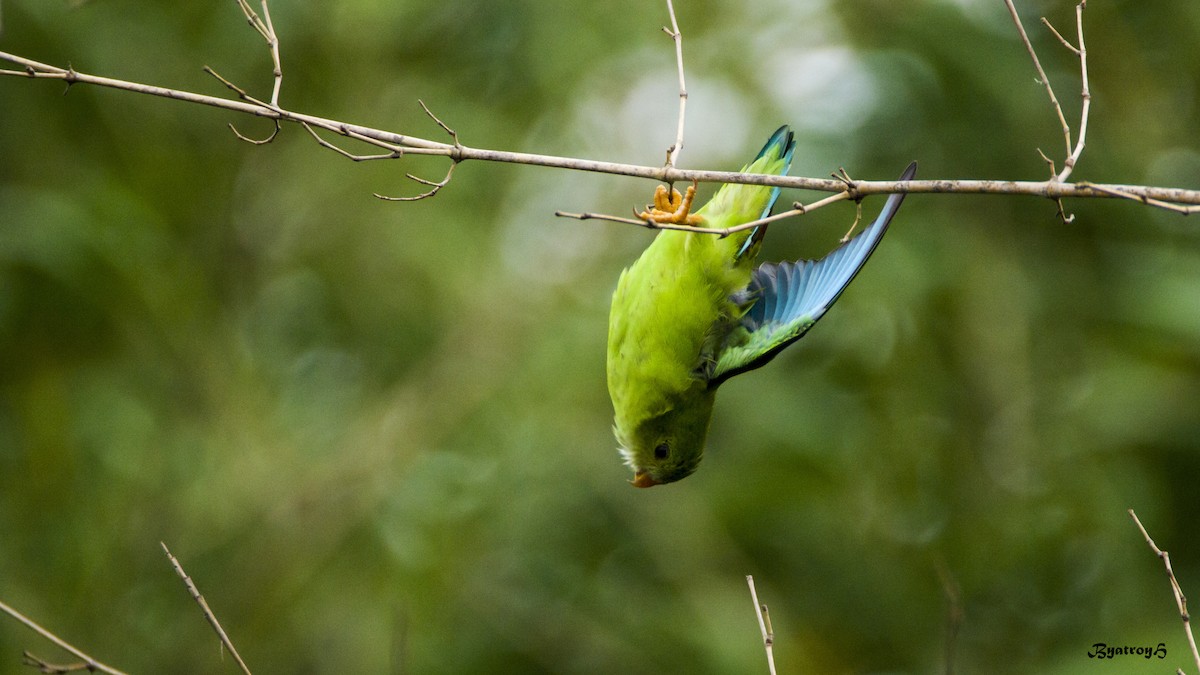 Vernal Hanging-Parrot - ML30868131