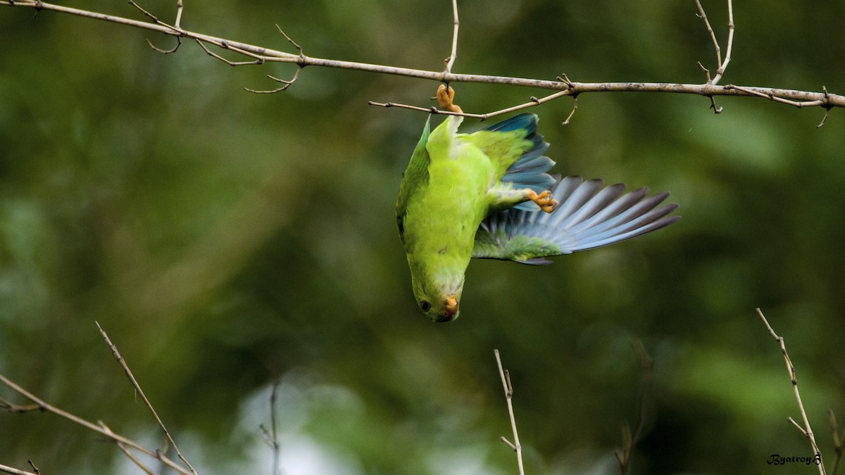 Vernal Hanging-Parrot - ML30868141