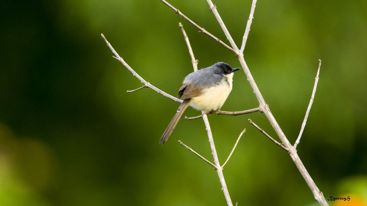 Prinia Cenicienta - ML30868161