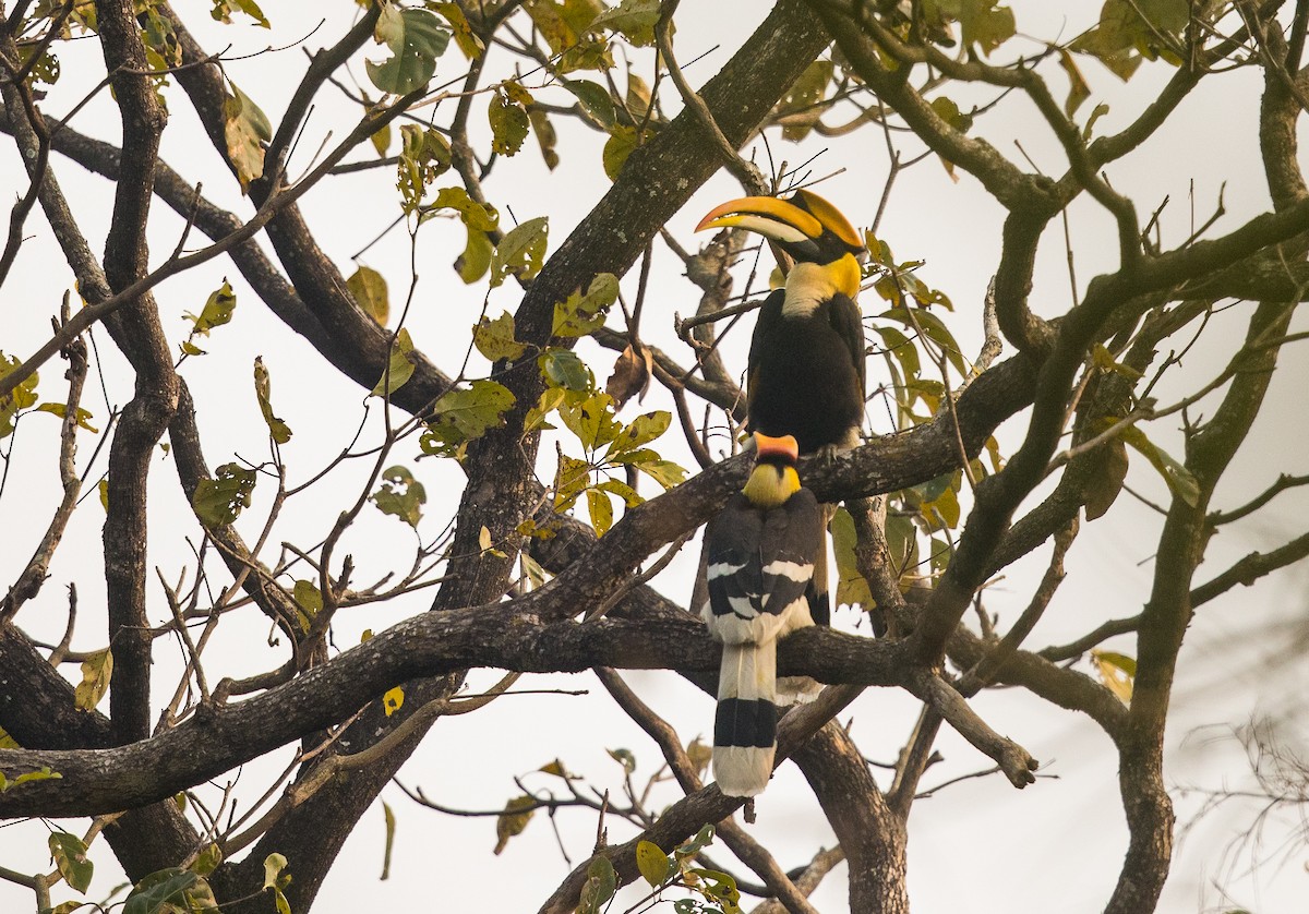 Great Hornbill - ML308683581