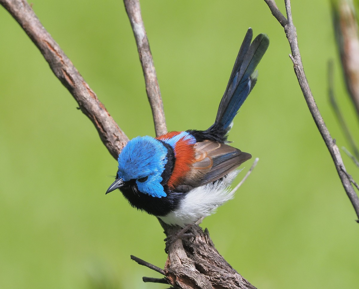 Lovely Fairywren - ML308684611