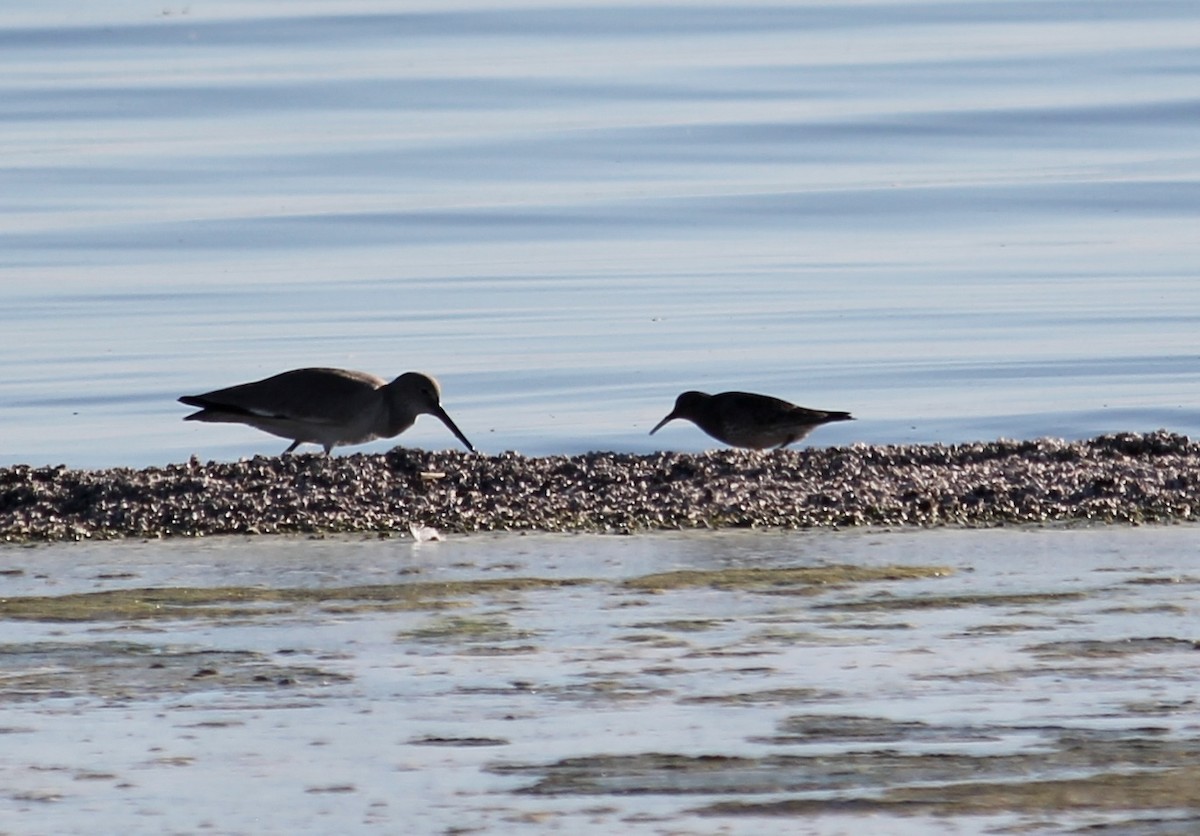 Purple Sandpiper - ML308684771