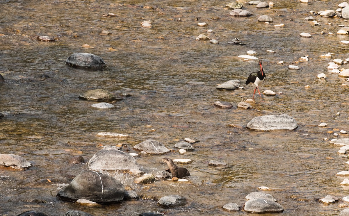 Black Stork - ML308684891