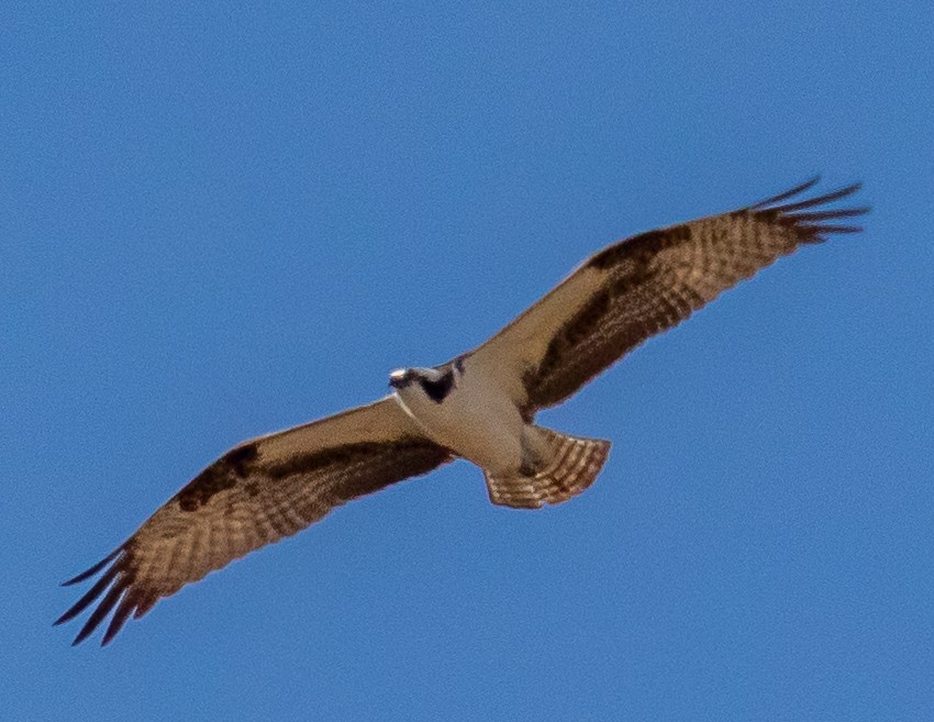 Balbuzard pêcheur - ML308685801