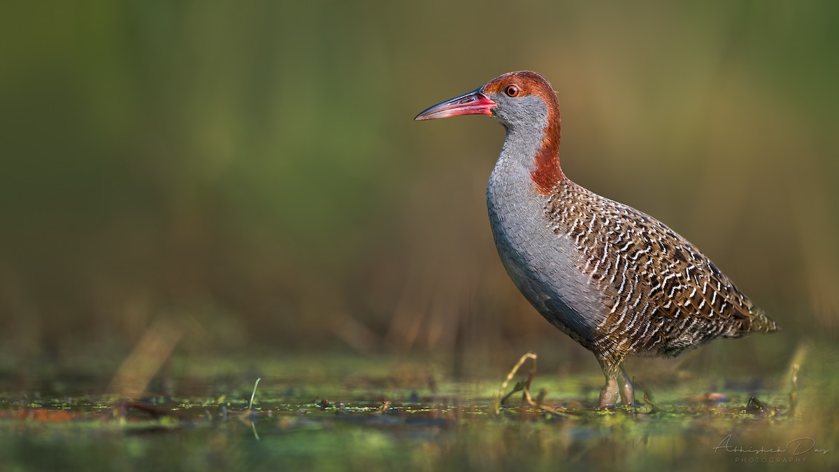 Slaty-breasted Rail - ML308687731